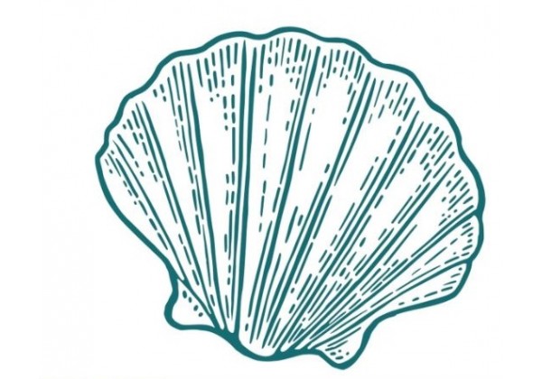 Sticker marin coquillage vert