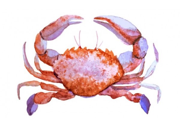 Sticker marin crabe
