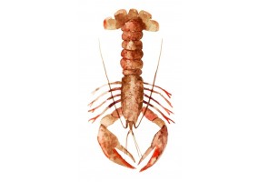 Sticker marin langoustine