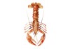 Sticker marin langoustine