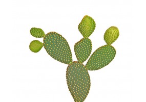 Sticker cactus