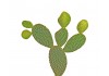 Sticker cactus