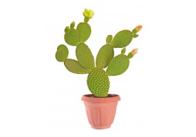 Sticker cactus pot