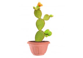 Sticker cactus pot