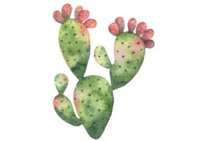 Sticker cactus décoration
