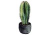 Sticker cactus murale pot noir