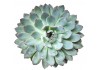 Sticker cactus fleur