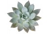 Sticker petit cactus fleur