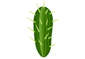 Sticker cactus