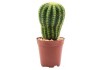 Sticker cactus pot