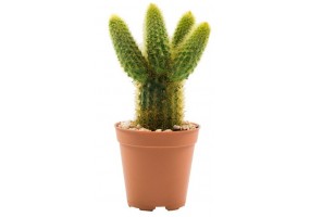 Sticker cactus pot