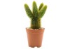 Sticker cactus pot