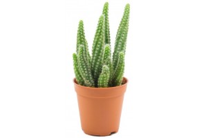 Sticker cactus pot