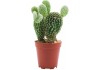 Sticker cactus pot