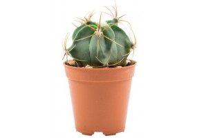 Sticker cactus pot