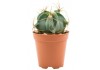 Sticker cactus pot