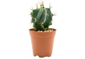 Sticker cactus pot
