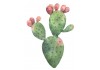 Sticker cactus vert