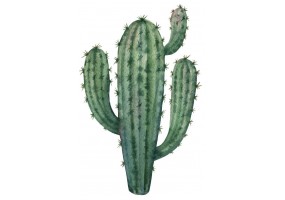 Sticker cactus vert