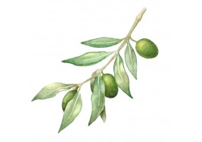 Autocollant olive branche