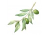 Sticker cuisine olive branche