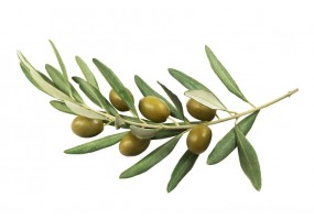 Sticker olive branche