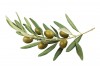 Sticker cuisine olive branche