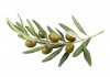 Sticker olive branche