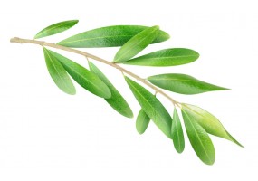 Sticker olive feuille