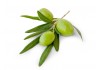 Autocollant mural olive