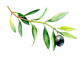 Sticker feuilles olive