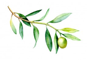 Autocollant feuilles olive