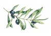 Sticker olive provencale