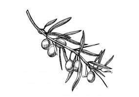 Autocollant olive déco