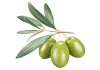 Sticker olive verte