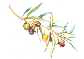 Sticker branche d'olive coloré