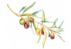 Sticker branche d'olive coloré