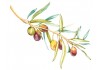 Sticker branche d'olive coloré