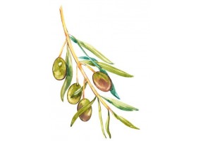 Sticker cuisine olive