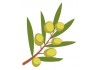 Sticker cuisine olive feuille