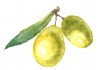 Sticker olive verte vintage