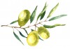 Sticker cuisine olive verte