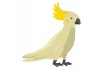 Sticker deco perroquet oiseau