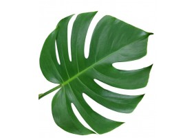 Sticker mural feuille tropicale vetegation