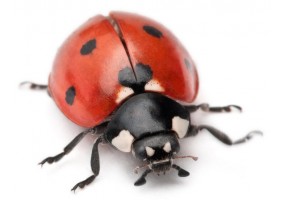 Sticker coccinelle