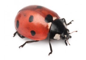 Sticker coccinelle