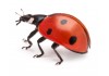 Sticker coccinelle