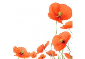 Sticker fleur coquelicot