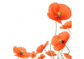 Sticker mural fleur coquelicot