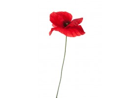 Sticker fleur coquelicot